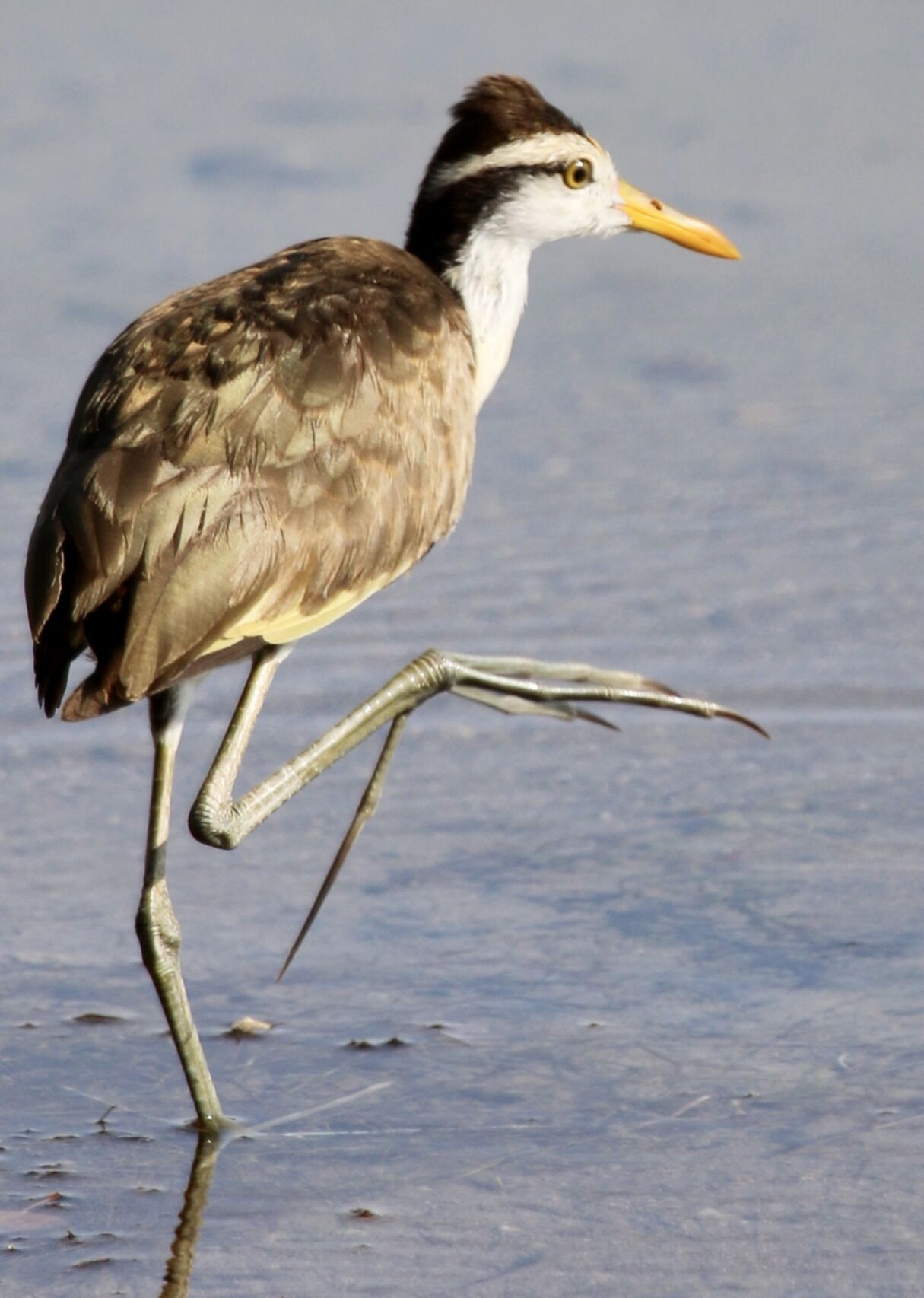 Big feet